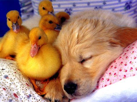 25 Dogs and Ducks ideas | dogs, cute animals, animals
