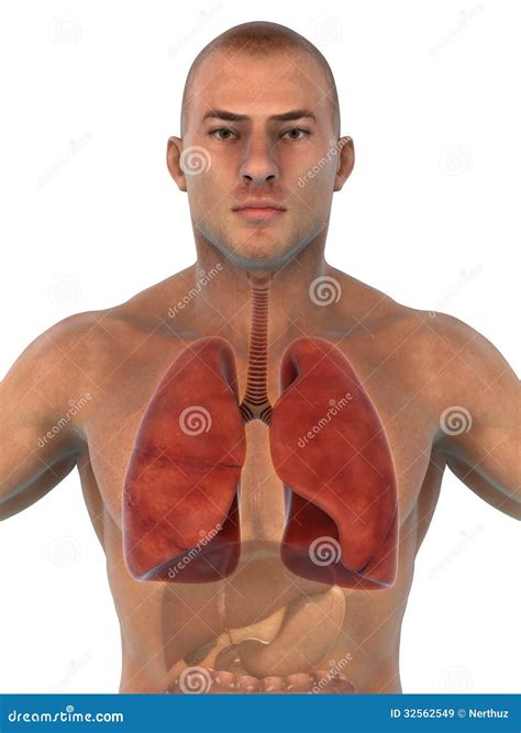 Human Respiratory System Anatomical Vector Illustration, Medical Education Cross Section Diagram ...