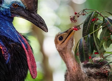 Facts about cassowaries