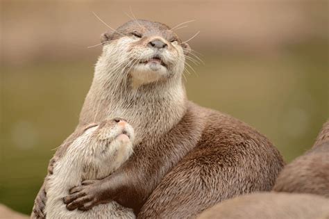 Japanese River Otter