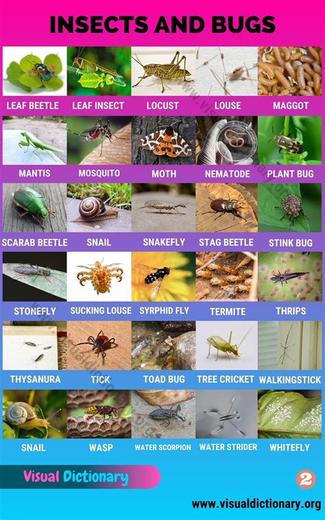 Insects: Best List of 61 Common Names of Insects in the World - Visual Dictionary