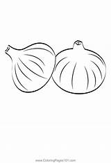 Onion 1 Coloring Page For Kids  Free Onions Printable Pages sketch template