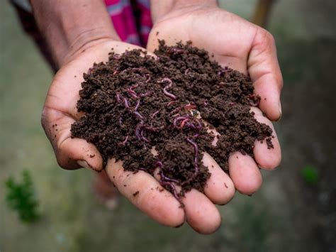 Compost Red Wiggler Live Composting Worms