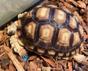 Best Substrate for Sulcata Tortoise (2023): Guide for New Keepers