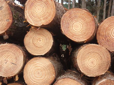 Fine Quality Pine Logs - Buy White Pine Logs,Pine Wood Logs,Red Pine ...