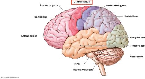 Landmarks In The Brain: Central Sulcus - Stepwards