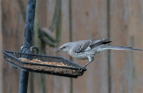 Northern Mockingbird on Bird Feeder Stock Photo - Image of berry, mimic: 185282534