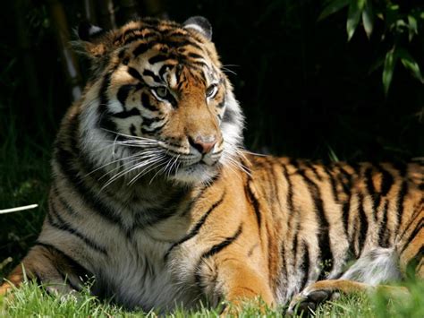 Tiger Global is raising a new $3.75 billion fund, one year after closing its last | Private ...