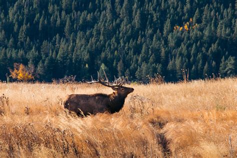 Where to See Wildlife in Rocky Mountain National Park ( + Photography ...