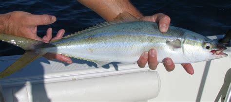 Rainbow Runner- Fishing Charters Key West