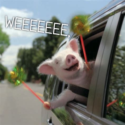 Did the little piggy cry “Wee wee wee” all the way home? You know the answer, but it’s still ...