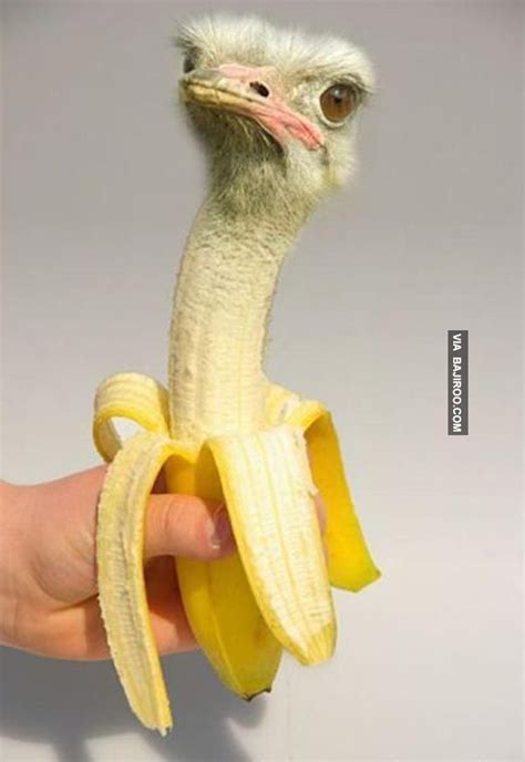 Photoshopped funny animals (20 Photos) | Photoshopped animals, Animal ...