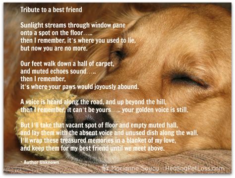 Awasome Pet Loss Quotes And Poems Ideas - QUOTES