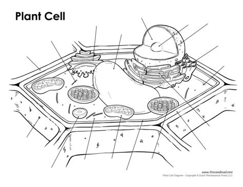 plant-cell-diagram-unlabeled - Tim's Printables