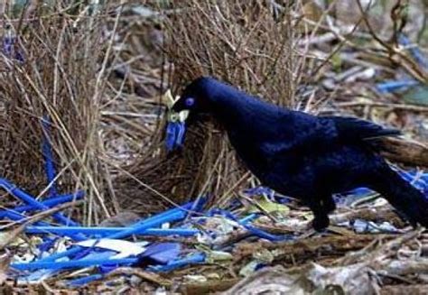 Pin on THE COURTSHIP OF BOWERBIRDS