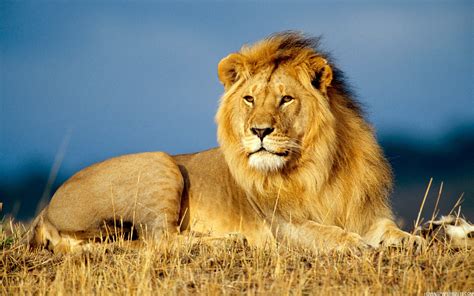 African Lion King Animals | High Definition Wallpapers, High Definition ...