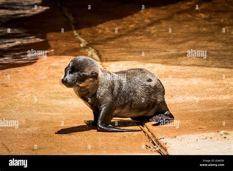 Henry Doorly Zoo Stock Photo - Alamy