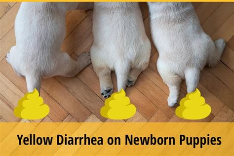 Why Do Newborn Puppies Have Yellow Diarrhea? | ZooAwesome