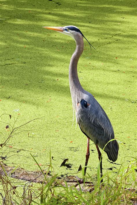 Great Blue Heron In Breeding Plumage Photograph by Sally Weigand - Fine Art America