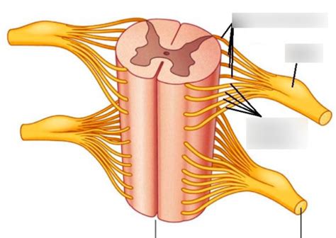 Diagram of Dorsal Root Ganglion | Quizlet