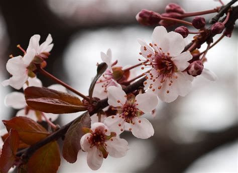 Plum Blossoms – Longfellow365