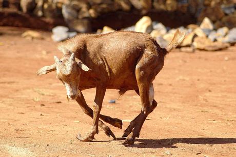 Mr Boniface Ndura Kitale Nature Conservancy Editorial Stock Photo - Stock Image | Shutterstock