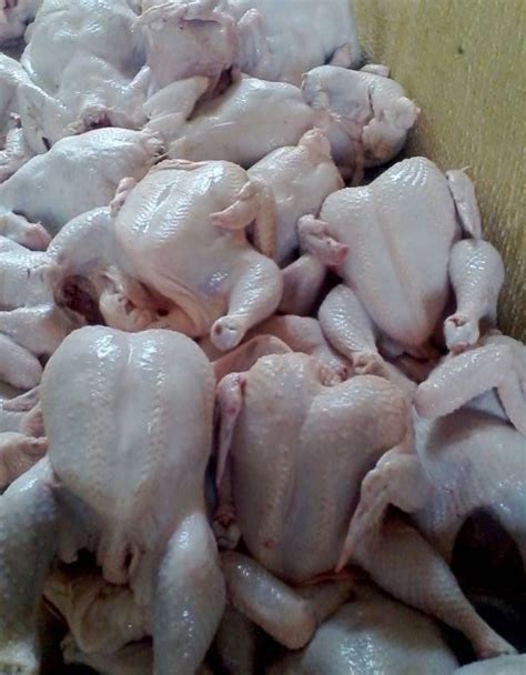 COMMERCIAL BROILER PRODUCTION SECRETS!!! - Business - Nigeria