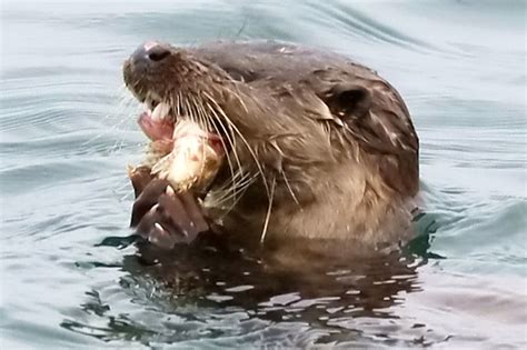 Photographer takes remarkable photos of otter eating an entire fish whole