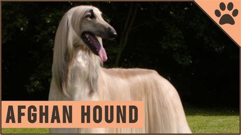 Afghan Hound Grooming Secrets: Unveiling the Expertise of Professional Groomers - Puppies Hub Online