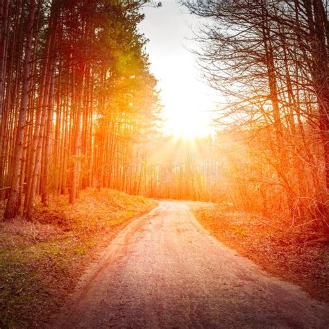 Sun Shining Over Road, Path, Walkway through Forest. Sunset Sunrise in ...