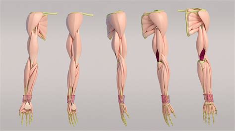 Arm Anatomy | Arm anatomy, Human anatomy drawing, Human anatomy art