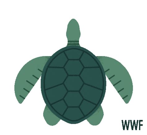 World Sea Turtle Day | WWF