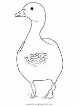Australian Wood Duck Male Coloring Page For Kids  Free Ducks Printable sketch template