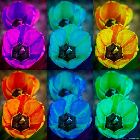Colorful Tulip Collage | A fine art collage of colorful tuli… | Flickr - Photo Sharing!