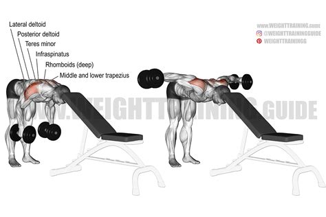 Head-supported reverse dumbbell fly exercise instructions and video