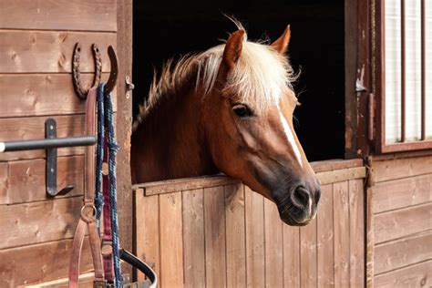 Do horses need a stable? - Vale Stables