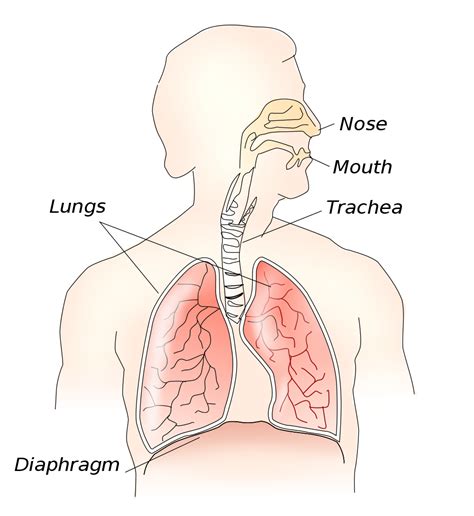 What Causes Hiccups