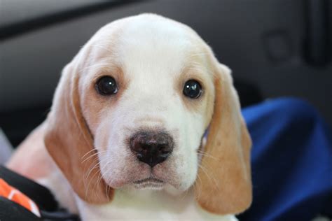 Cutest Lemon Beagle ever! | Beagle, Labrador retriever, Lemon beagle