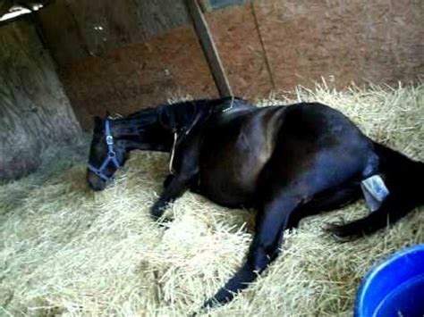 Live Horse Birth (Part 3) - YouTube