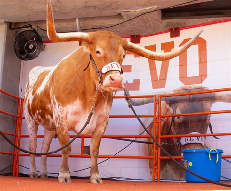 Texas football's Bevo tabbed as a top mascot in college football