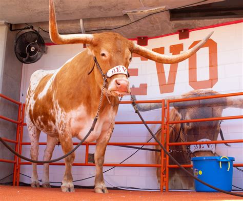 Texas football's Bevo tabbed as a top mascot in college football