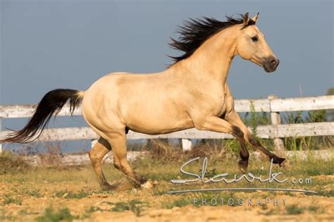 The many colors of American Quarter Horses | Quarter horse, American ...