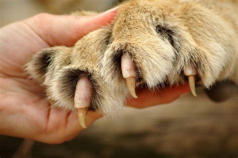 Claws of lion. A caucasian white human hand holding a lion paw showing the claws , #AFF, #white ...