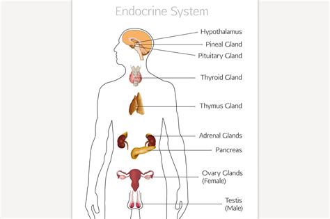 Endocrine System | Custom-Designed Illustrations ~ Creative Market