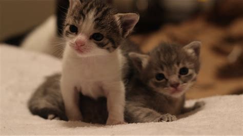 3 Weeks Old (Kitten Update) - YouTube