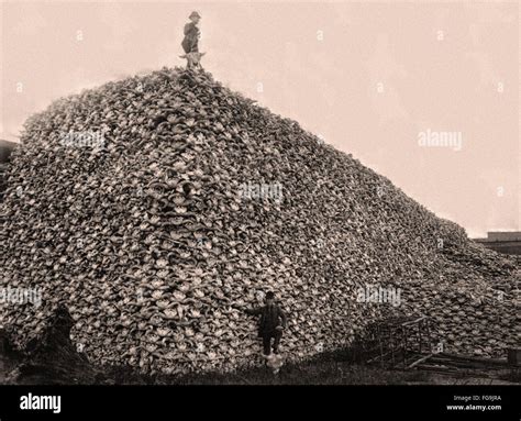 Bison skulls hi-res stock photography and images - Alamy