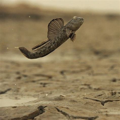 @thomaspeschak for @Natalie Brewer. On Kuwait’s mudflats a male mudskipper launches into the air ...