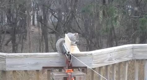 Squirrel Launcher is the Ultimate Redneck Rodent Removal - Petersen's ...