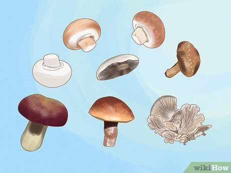 How to Grow Edible Mushrooms: Safe and Trusted Methods