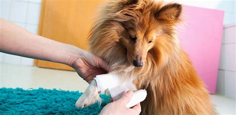 Dog Limping: Possible Causes and Solutions from a Vet - The Vets